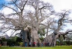 Modjadjiskloof, Limpopo megye, Dél-Afrika Honlap: www.bigbaobab.co.za Fotó: 