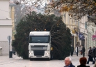 Pécs, 2012. november 26. Kamionnal szállítják a mindenki karácsonyfáját a Széchenyi téren. A fa harmincöt éves, tizenkét méter magas és két és fél tonna súlyú. Fotó: MTI/Kálmándy Ferenc