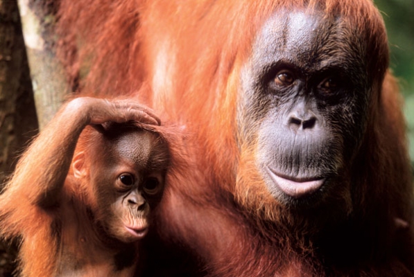 Szumátrai orangutánok. Gyilkossággal vádolták a Nestlét a természetvédők